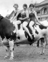 Swimsuit fashion show on a prize bull at the Pacific National Exhibition, Vancouver 1927