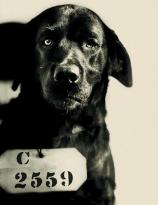 Pep - the dog who was sentenced to life in prison for killing Pennsylvania governors cat. 1924.